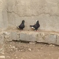 کبوتر حبشی|پرنده|بهبهان, |دیوار