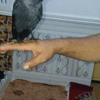 غراب دستی جهت معاوزه