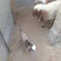 بزغاله  شیری ماده