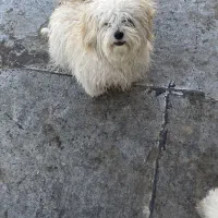 کوپر جنسیت نر قد یک وجب|سگ|تایباد, |دیوار