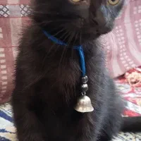 بچه گربه