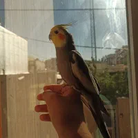 یک جفت عروس هلندی مولد.|پرنده|تکاب, |دیوار