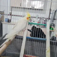 سلام پرنده بازان عزیز