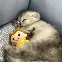 گربه|گربه|ری, علایین|دیوار