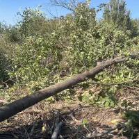 خریددرختان خشک|خدمات باغبانی و درختکاری|تبریز, |دیوار