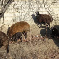 میش و بره فروش فوری