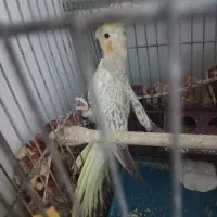 انواع پرنده