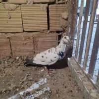 سار سبز مسافتی عروس هلندی مینا کرمانی یهودی