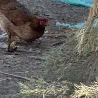 فروش ۱۲عدد خروس محلی