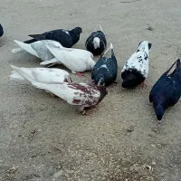 ۱۰ تا کبوتر|پرنده|مینودشت, |دیوار