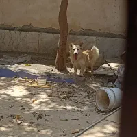 سگ پاکوتاه نر