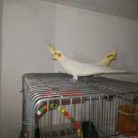 عروس هلندی سخنگو نر و ماده