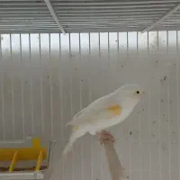 قناری ماده آماده|پرنده|قائمشهر, |دیوار