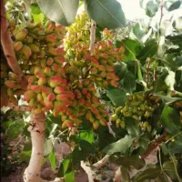 فروش ۳دانگ تلمبه باآب شیرین