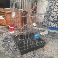 قفس پرنده . قفس بزرگ . قفس مسافرتی|لوازم جانبی حیوانات|رباطکریم, رباطکریم|دیوار