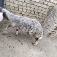 فروش بره