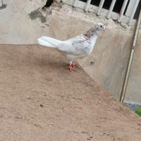 کفتر هوایی