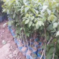 نهالستان رشت گیلک نهال خاص|خدمات باغبانی و درختکاری|رشت, آب آسیاب|دیوار