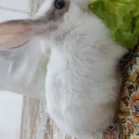 خرگوش