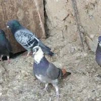 کبوتر