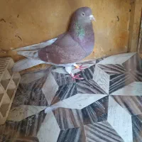 کفتر ماده|پرنده|هشتگرد, مدرس|دیوار