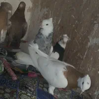 کبوتر به فروش می رود|پرنده|اسیر, |دیوار