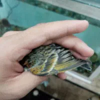 سهره گلبسر مست خون|پرنده|مشهد, احمدآباد|دیوار