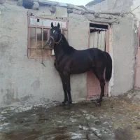 اسب کرد|اسب و تجهیزات اسبسواری|سنندج, |دیوار