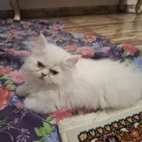 واگذاری گربه|گربه|اردبیل, |دیوار