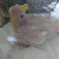 پرنده|پرنده|شوشتر, |دیوار