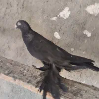 شکار کبوتر|پرنده|مراغه, |دیوار