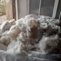 پنبه حلاجی شده