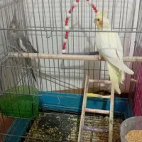 عروس هلندی ومرغ عشق