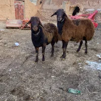 قوچ همو درجه یک|حیوانات مزرعه|آوج, |دیوار