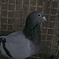 نروماده پلاکی|پرنده|خاش, |دیوار