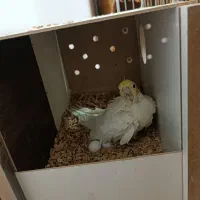 عروس هلندی جفت|پرنده|کویرات, |دیوار