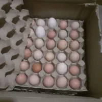 تخم مرغ تک زرده ودوزرده گلپایگان.|خوردنی و آشامیدنی|تهران, ازگل|دیوار