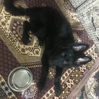 توله۵ماه ژرمن بلک گینک شولاین