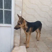 سگ گرگی