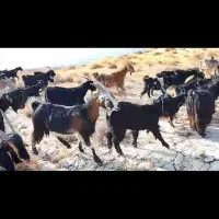 بز و گوسفند