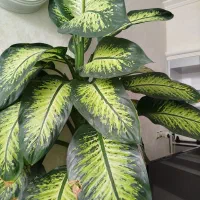 گل دفین باخیا آپارتمانی|گل و گیاه طبیعی|مشهد, شهید معقول|دیوار