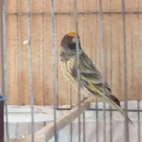 گلبسر یا قناری نر