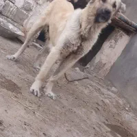 سگ ماده عراقی