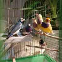 فنچ گلدین ۶ عدد نر و ماده زبر و زرنگ با قفس