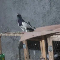 کبوتر