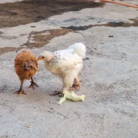 مرغ و خروس وجوجه ونبمچه برهما و لاری واردک