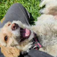 واگذاری سگ پاکوتاه ماده ۱ ساله