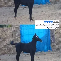 کره اصیل نریان از تیله خرسان