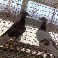 قابل معاوضه|پرنده|بافق, |دیوار