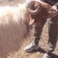 یک قوچ کوردی ۳سال|حیوانات مزرعه|زرین آباد, |دیوار